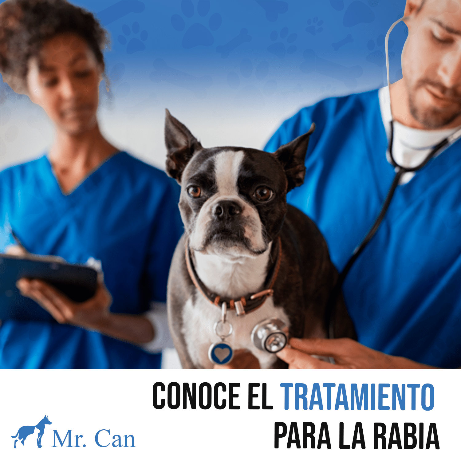 Conoce El Tratamiento Para La Rabia Veterinaria Mr Can