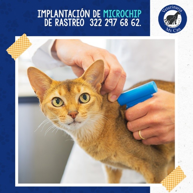 8 Cosas Que No Sabias De Las Veterinarias Clinica Veterinaria Mr Can