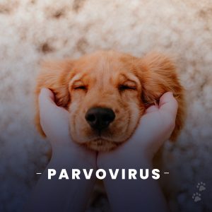 Parvovirus