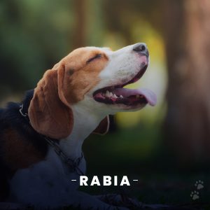 Riesgos de rabia canina