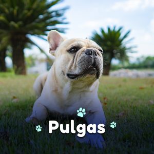 Datos sobre las pulgas en perros