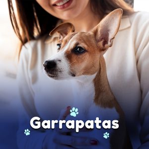 Verano, temporada de garrapatas
