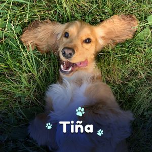 La tiña en mascotas