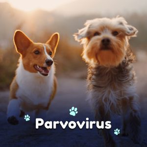 Vacunación contra parvovirus