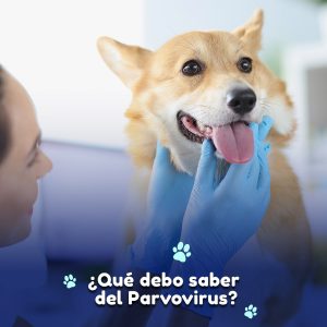 ¿Qué debo saber del parvovirus?