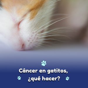 cancer en gatitos
