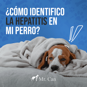 Como identifico la hepatitis en mi perro