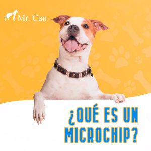¿Qué es el microchip para mascotas?