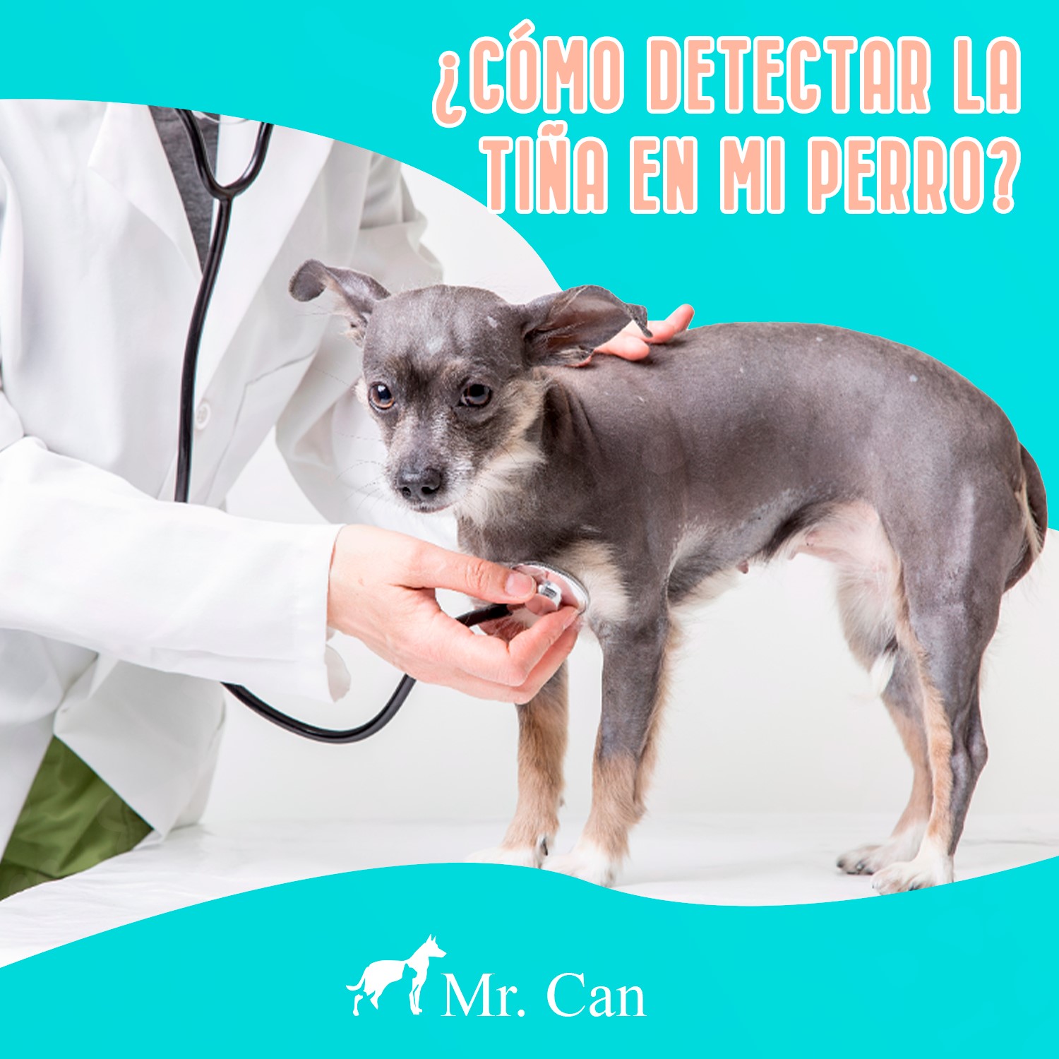 cuanto dura la tiña en un perro