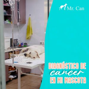 Diagnóstico de cáncer en mi mascota