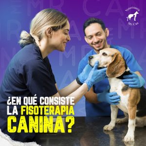 fisioterapia veterinaria