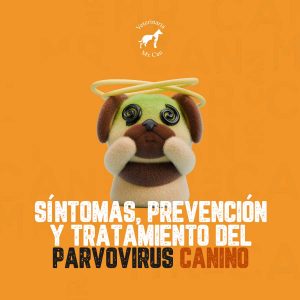 sintomas, prevensión y tratamiento del parvovirus