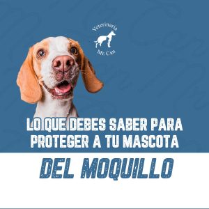 Proteger contra el moquillo