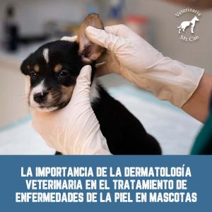 la importancia de la dermatología veterinaria