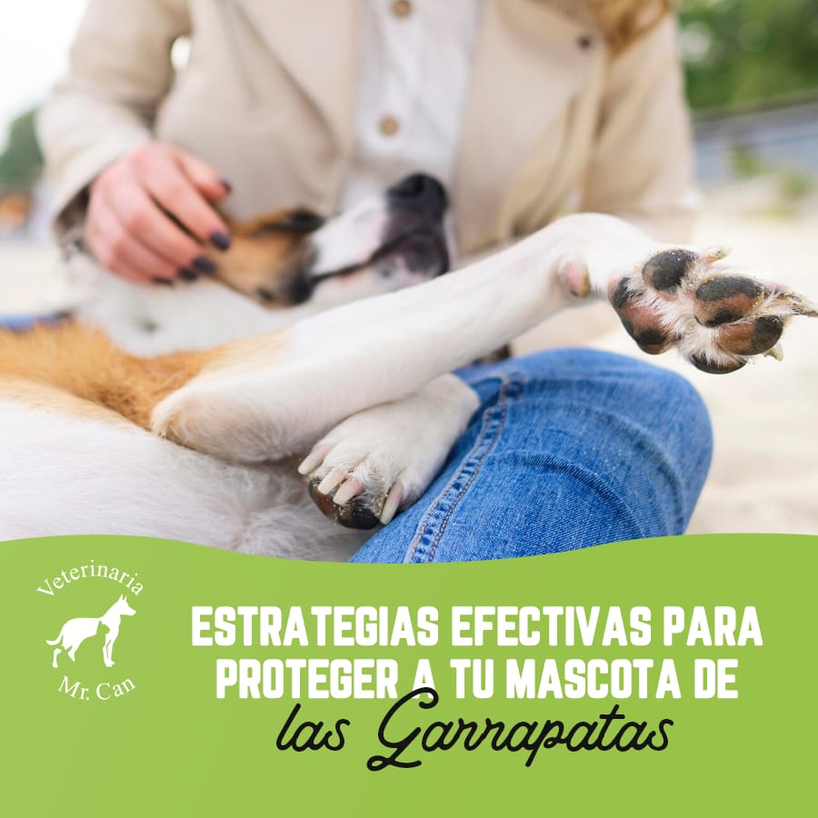 Imagen Estrategias para proteger a tu mascota de las garrapatas