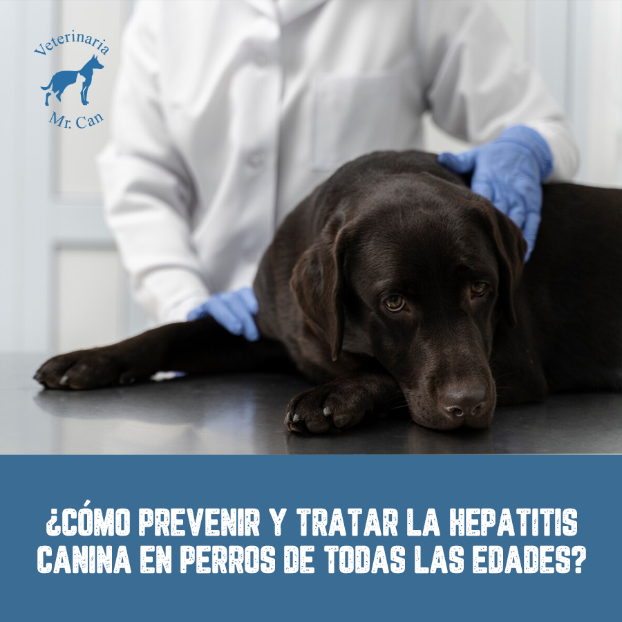 Hepatitis canina