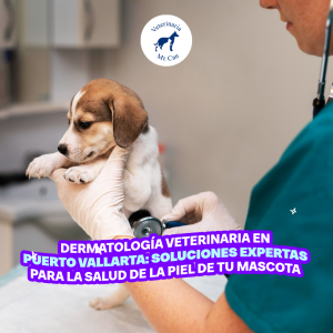 Dermatología veterinaria en Puerto Vallarta: Soluciones expertas para la salud de la piel de tu mascota