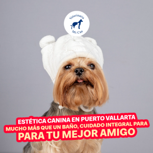 Estética canina en Puerto Vallarta: Mucho más que un baño, cuidado integral para tu mejor amigo