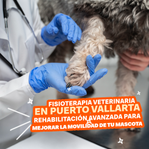 Fisioterapia veterinaria en Puerto Vallarta: Rehabilitación avanzada para mejorar la movilidad de tu mascota