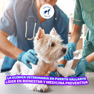 Clínica veterinaria en Puerto Vallarta: La Clínica veterinaria en Puerto Vallarta líder en bienestar y medicina preventiva