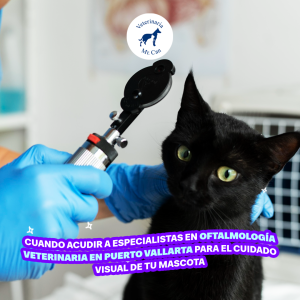 Cuándo Acudir a Especialistas en Oftalmología Veterinaria en Puerto Vallarta para el Cuidado Visual de tu Mascota