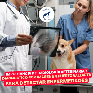 Importancia de la Radiología Veterinaria y Diagnóstico por Imagen en Puerto Vallarta para Detectar Enfermedades