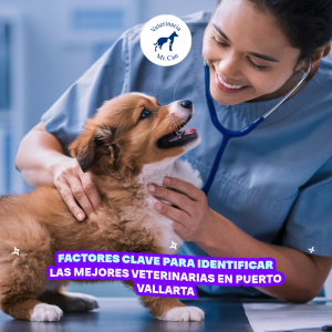 Factores Clave para Identificar las Mejores Veterinarias en Puerto Vallarta