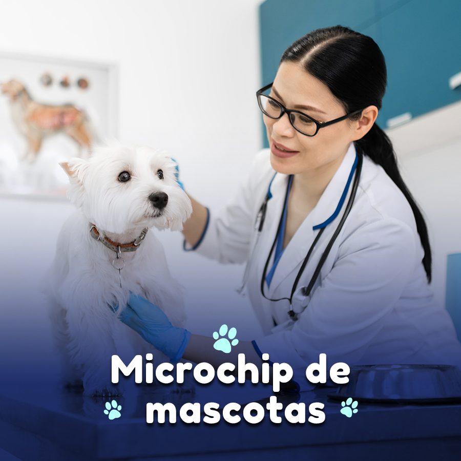 ¿Cómo funciona el microchip de mascotas?