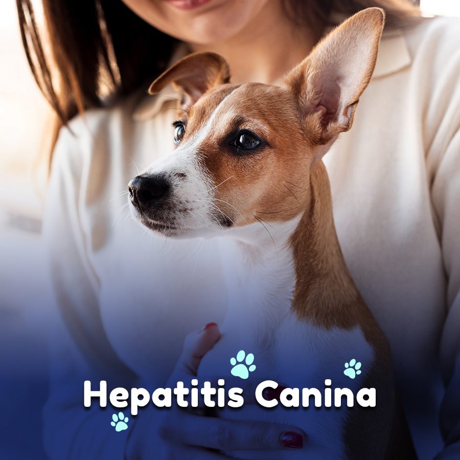 cura de la hepatitis canina