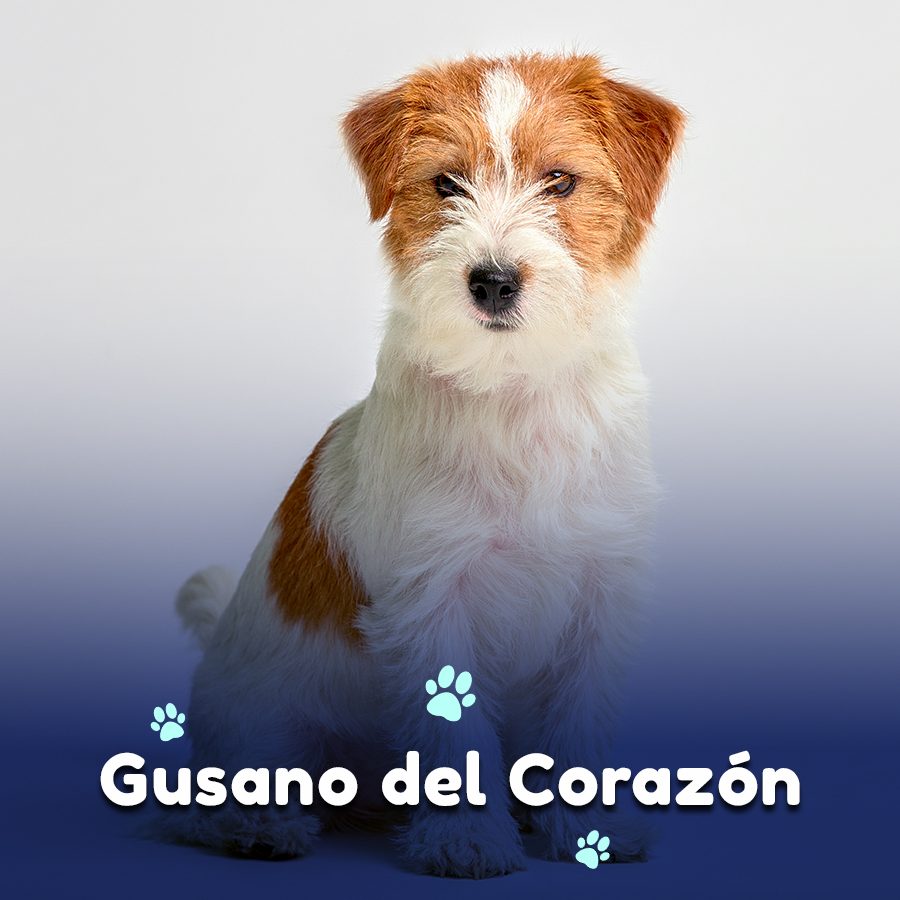 Enfermedades del corazón de los peludos