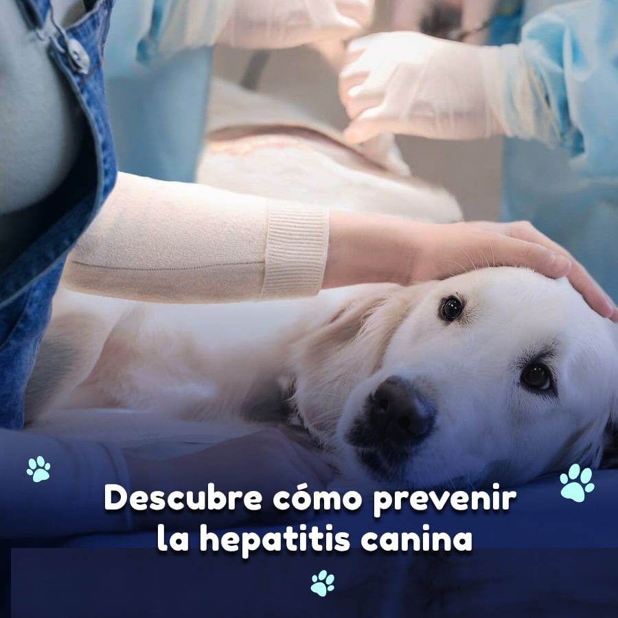 121. Descubre como preevenir hepatitis canina-min