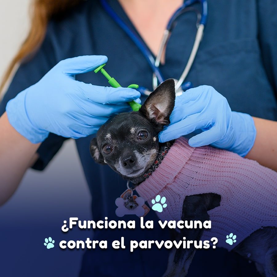 cómo funciona la vacuna del parvovirus?
