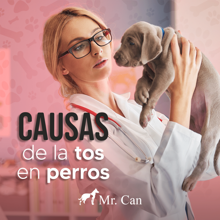 134. Causas de la tos en perros-min