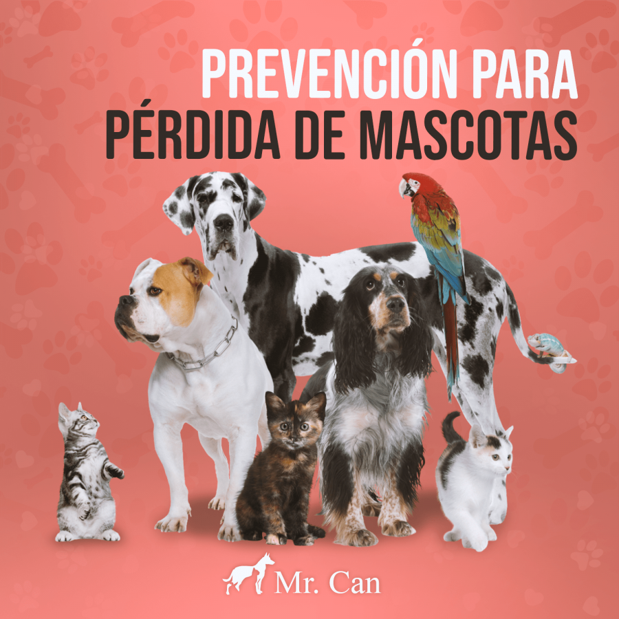 144. prevención para pérdida de mascotas-min