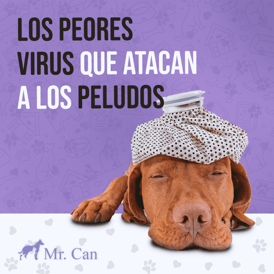 Parvovirus y los peores virus que atacan a los peludos