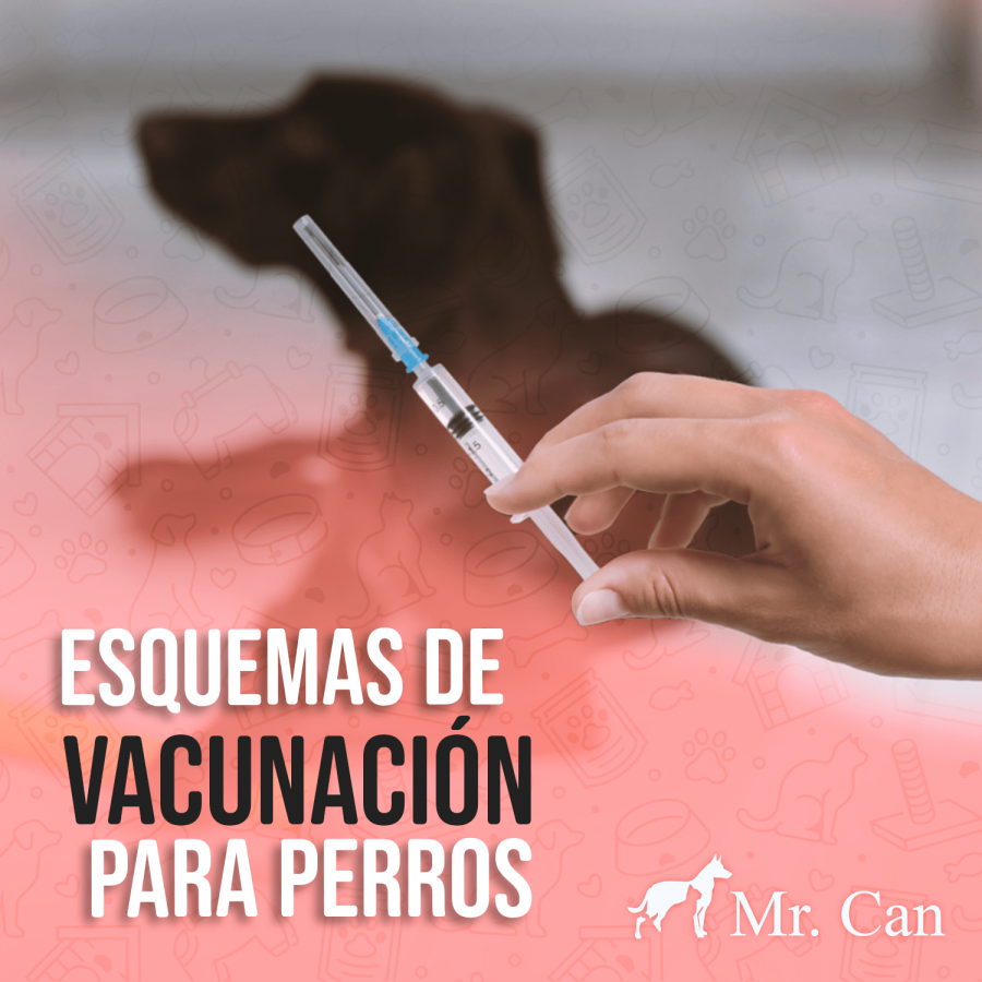 moquillo Esquemas de vacunacion para perros