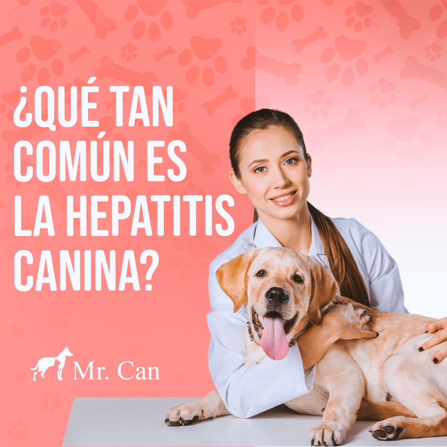 hepatitis canina