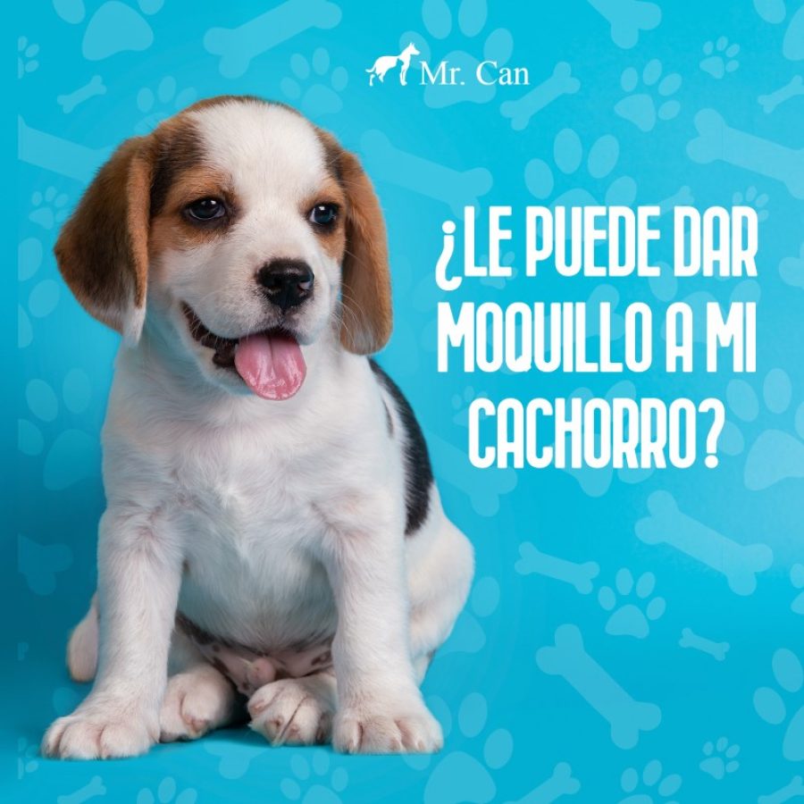 moquillo en cachorro