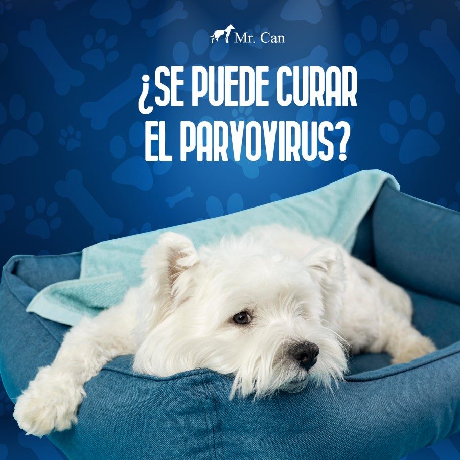 ¿Se puede curar el parvovirus?