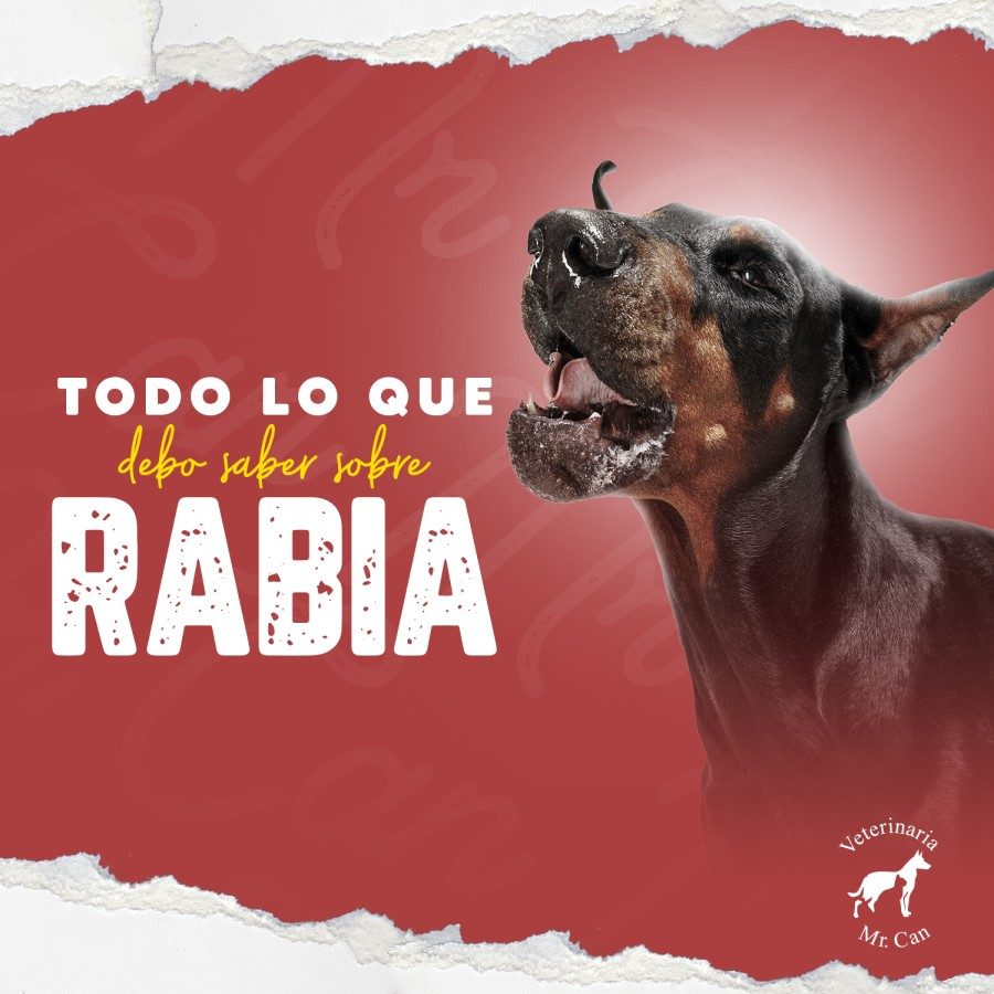 todo sobre la rabia