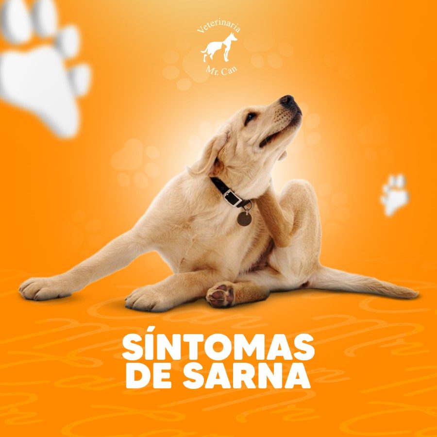 Síntomas de Sarna