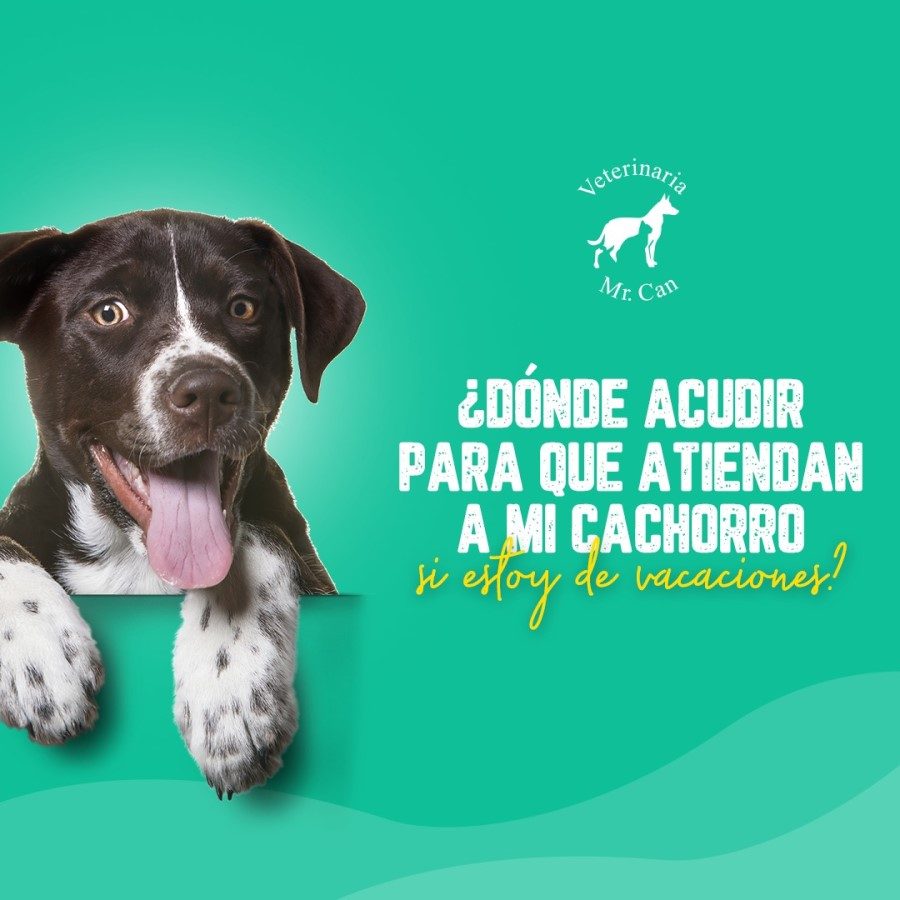 Donde acudir para que atiendan a mi cachorro de vacaciones en Puerto Vallarta