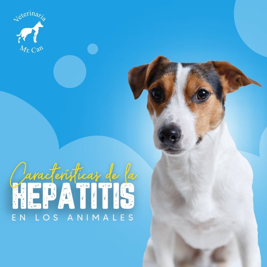 Hepatitis canina