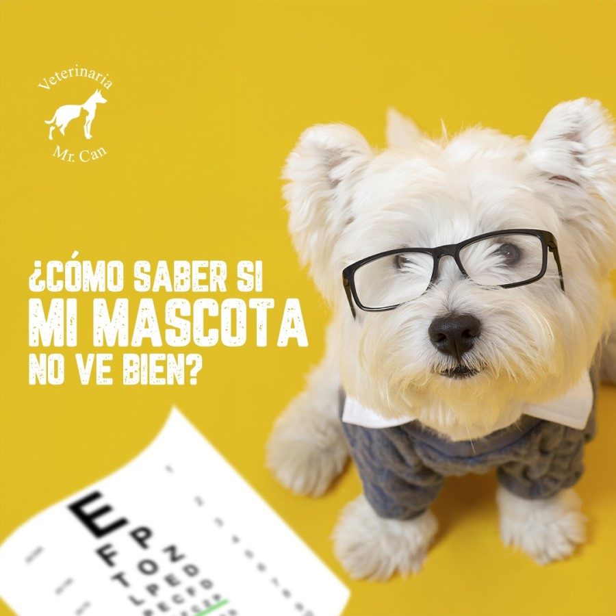 Problema de visión en mi mascota