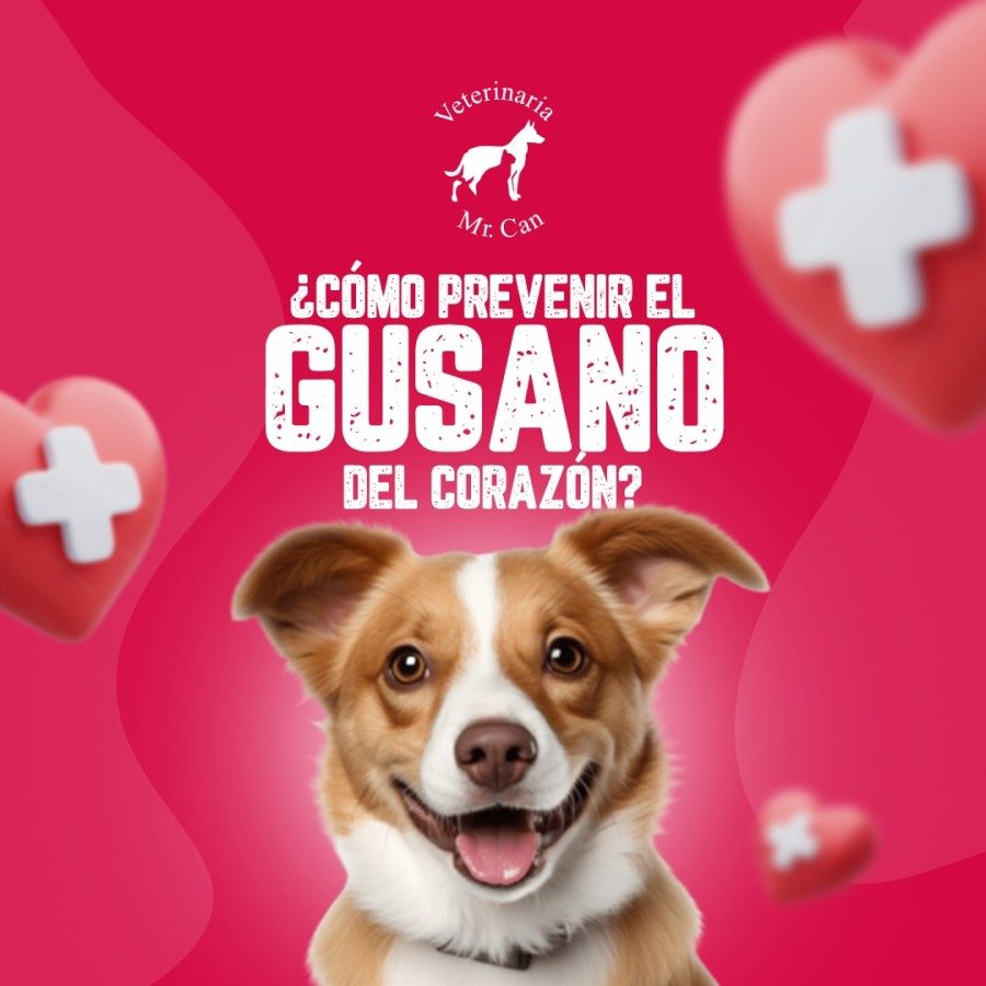 Prevención del gusano del corazón