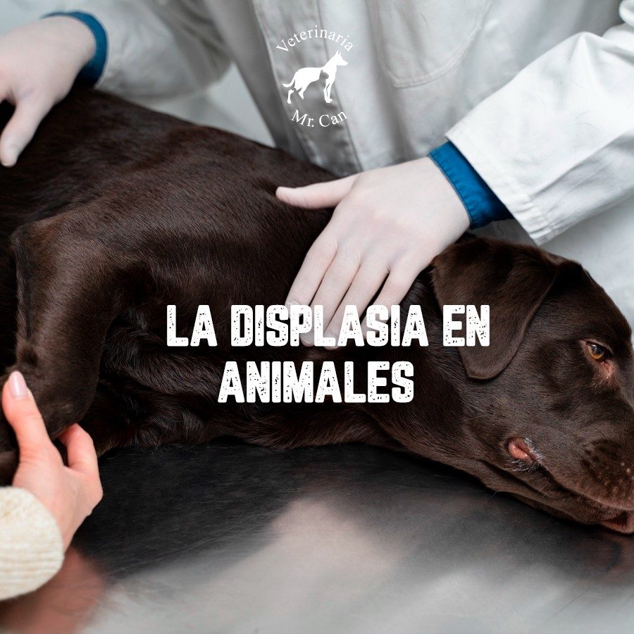 Displasia en animales