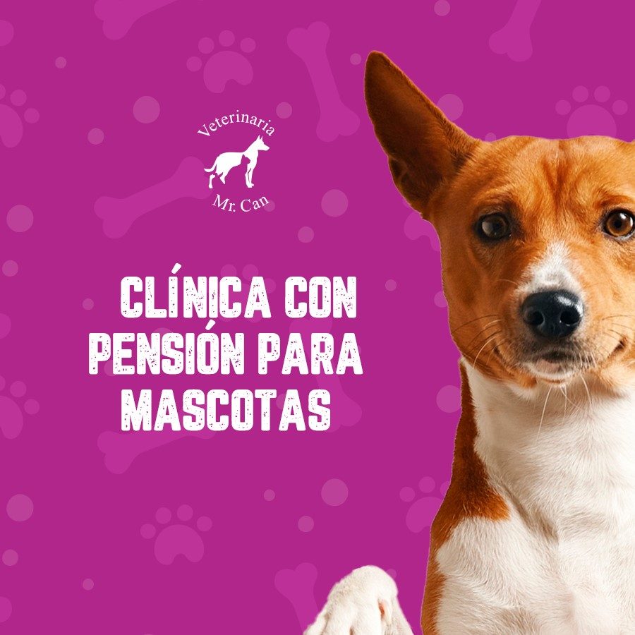 clínica con pensión para perros en recuperación