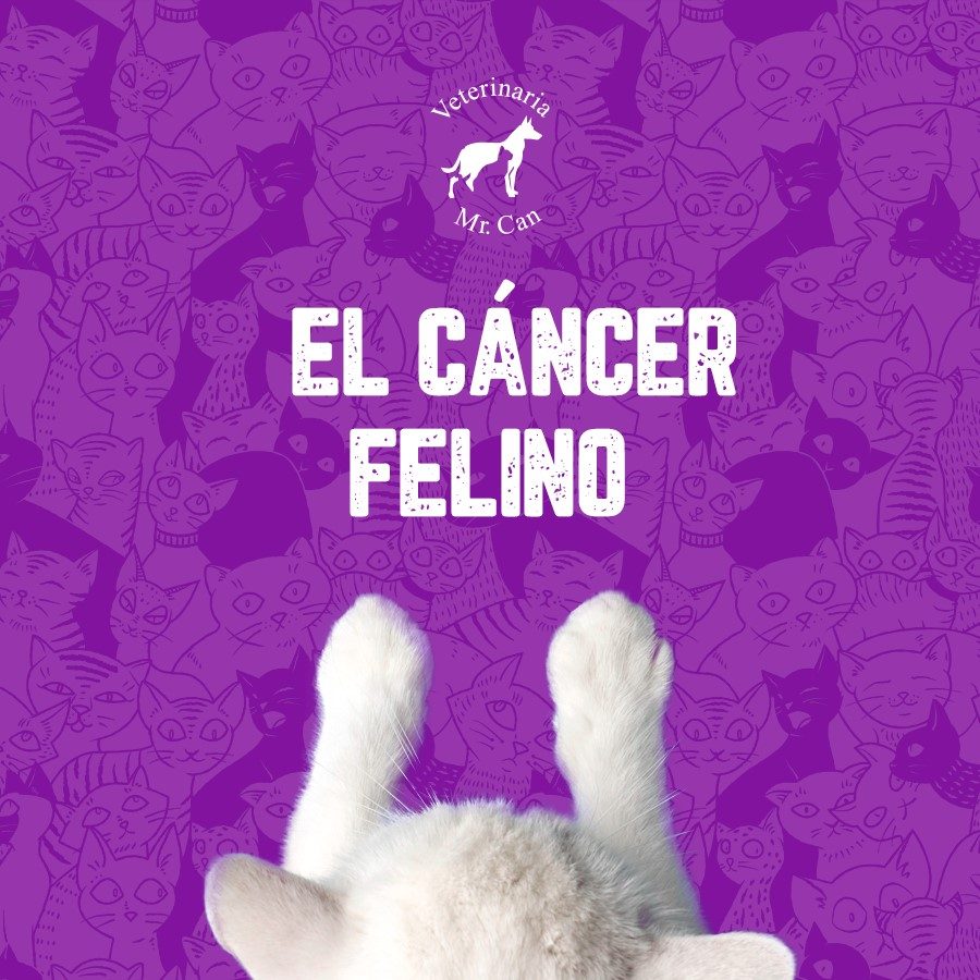 Cancer felino