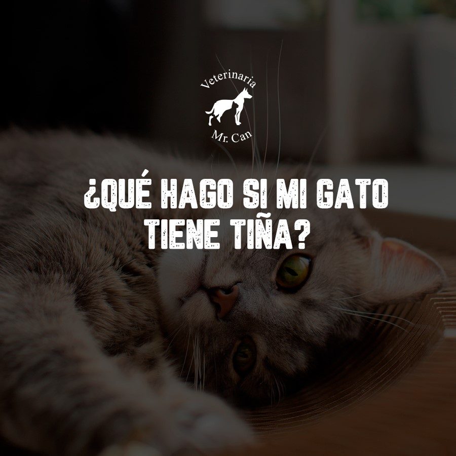 descubre la tiña en gatos