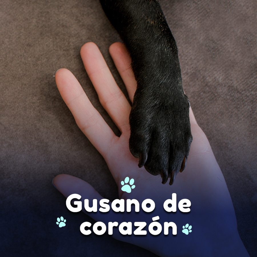 Gusano del corazón